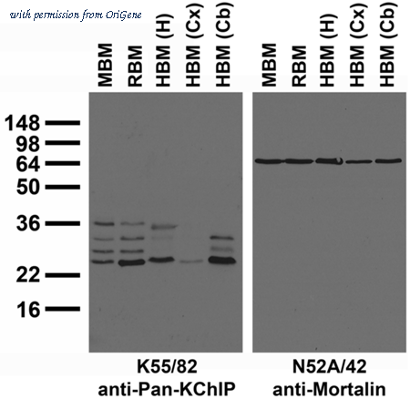 OriGene 73-006 image 1