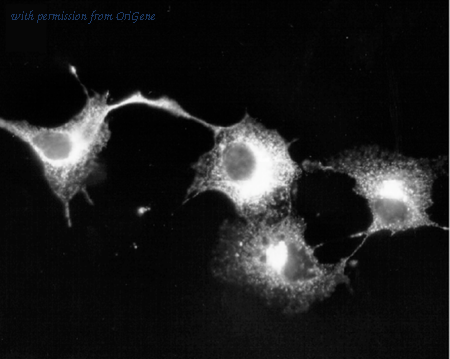 OriGene 73-012 image 1