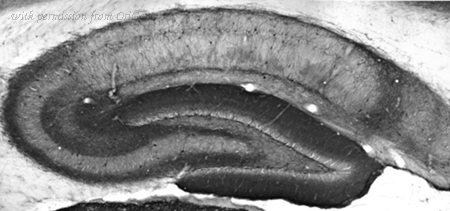 OriGene 73-017 image 1