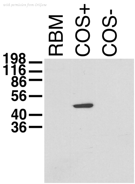 OriGene 73-018 image 1