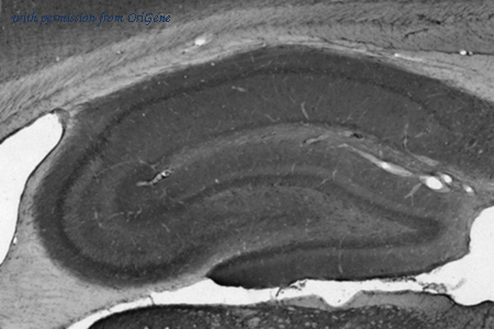 OriGene 73-019 image 1
