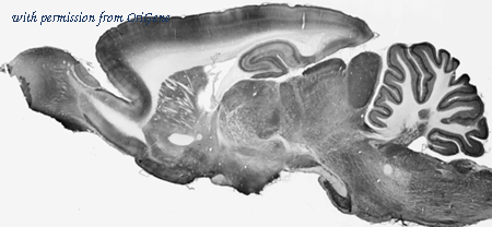 OriGene 73-023 image 1