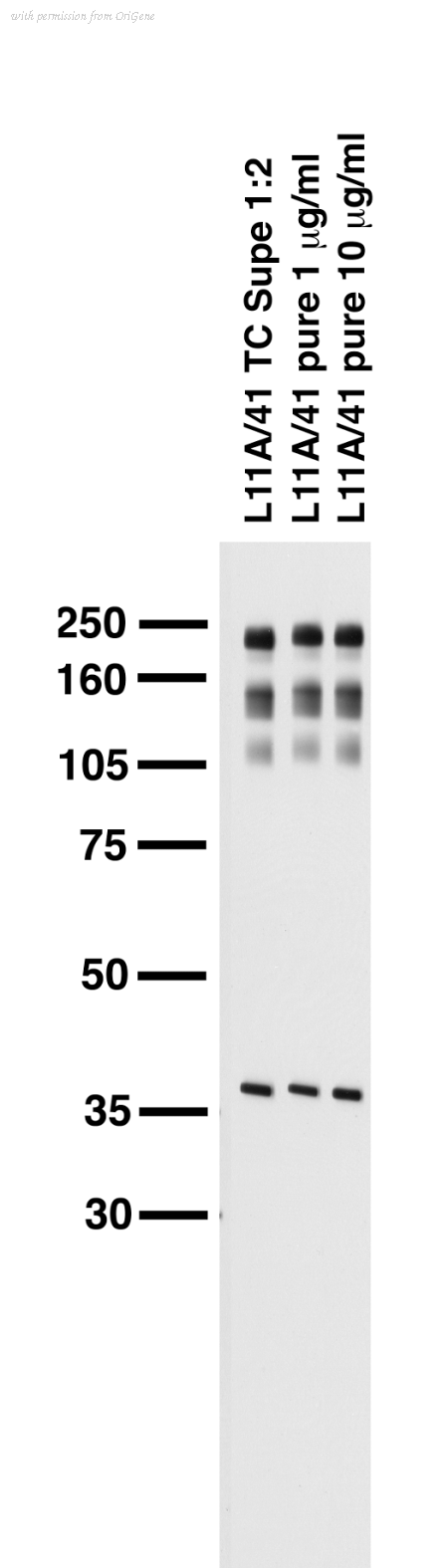 OriGene 73-027 image 1