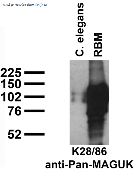 OriGene 73-029 image 1
