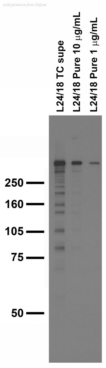 OriGene 73-035 image 1