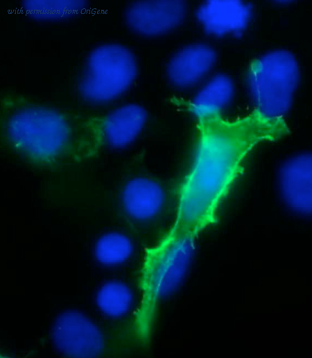 OriGene 73-043 image 1