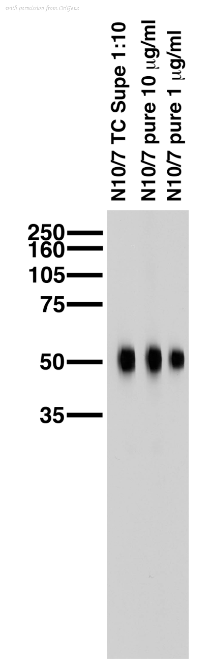 OriGene 73-054 image 1