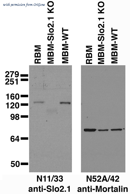 OriGene 73-055 image 1