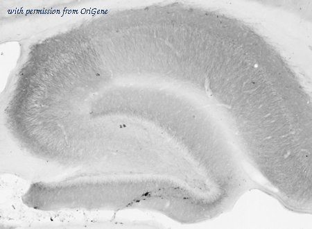 OriGene 73-057 image 1