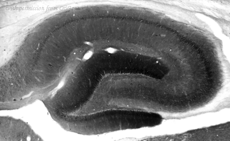 OriGene 73-058 image 1