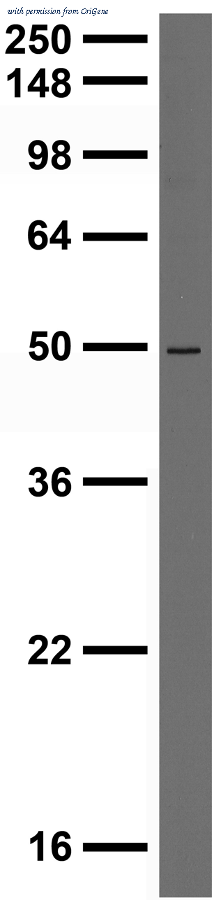 OriGene 73-060 image 1