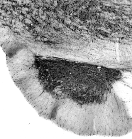 OriGene 73-065 image 1