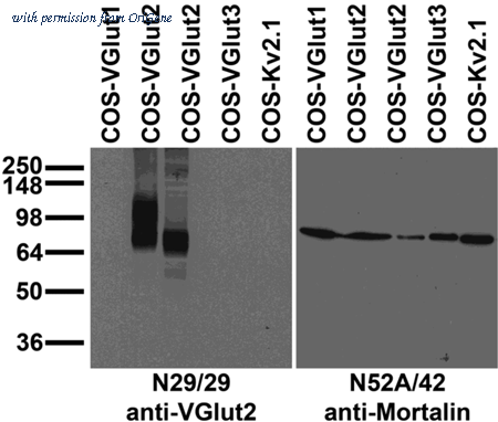 OriGene 73-067 image 1