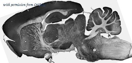 OriGene 73-069 image 1