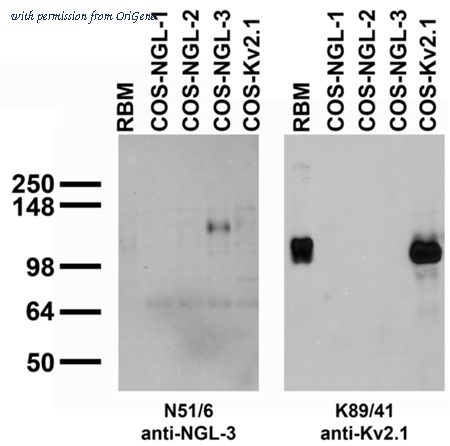 OriGene 73-085 image 1
