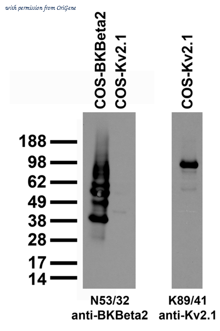 OriGene 73-087 image 1