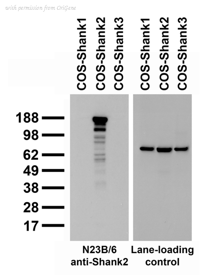 OriGene 73-088 image 1