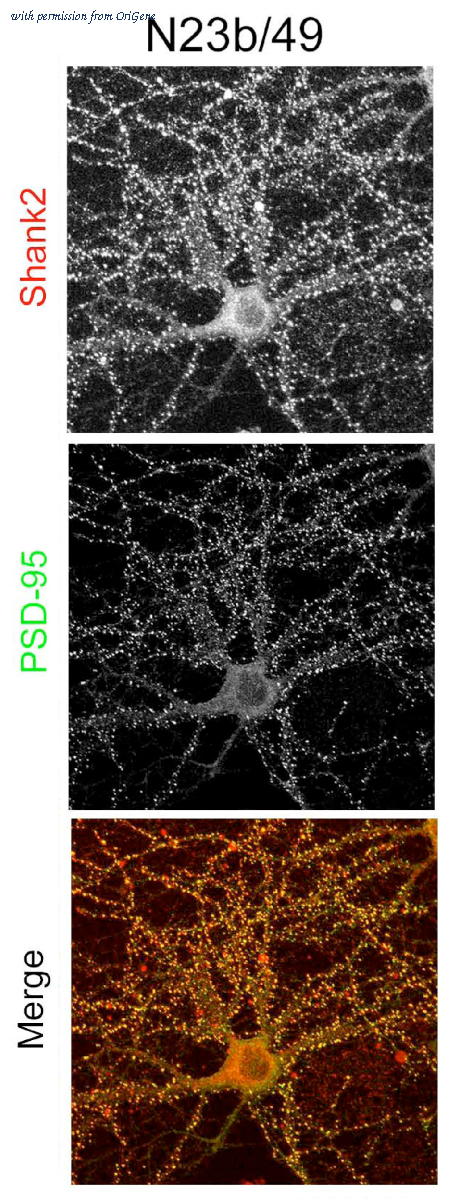 OriGene 73-089 image 1