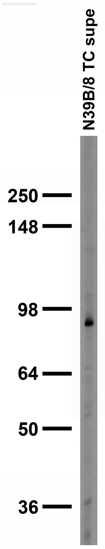 OriGene 73-094 image 1