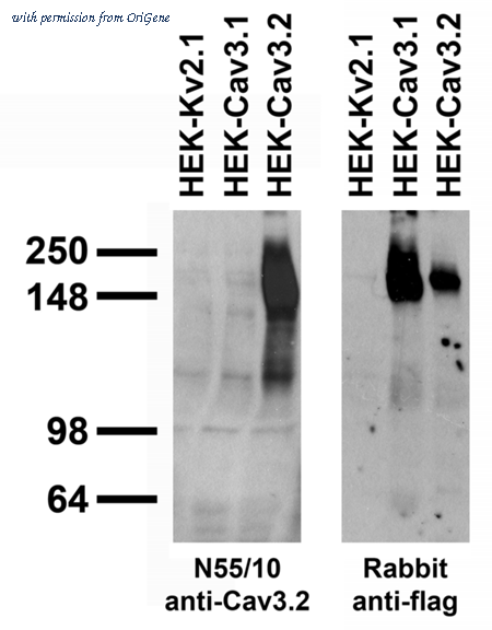 OriGene 73-095 image 1