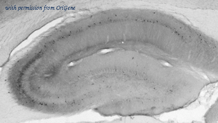 OriGene 73-109 image 1