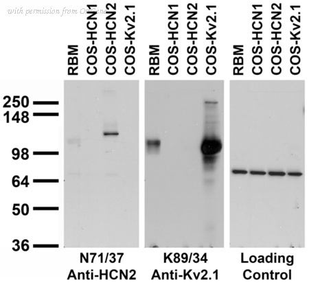 OriGene 73-111 image 1