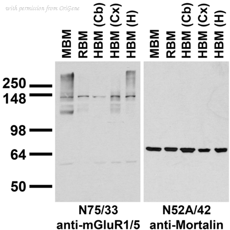 OriGene 73-116 image 1