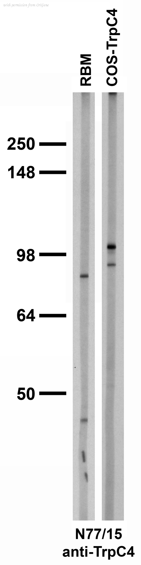 OriGene 73-119 image 1