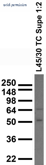 OriGene 73-120 image 1