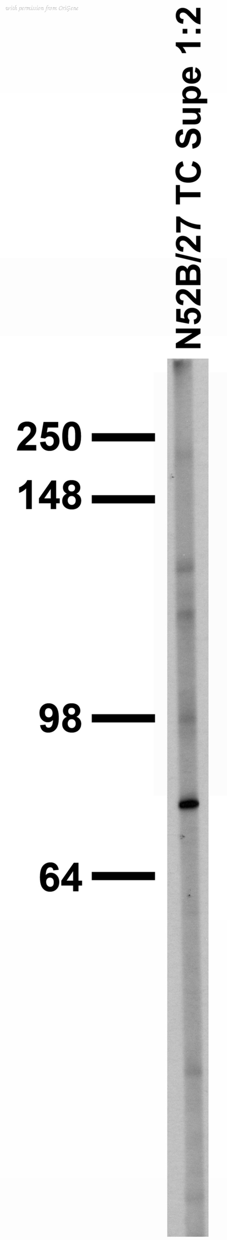 OriGene 73-121 image 1