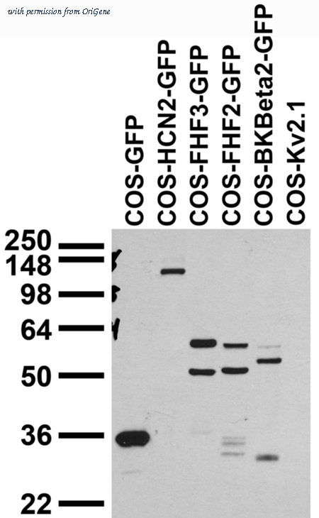 OriGene 73-131 image 1