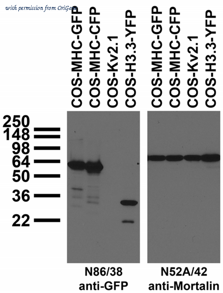 OriGene 73-132 image 1