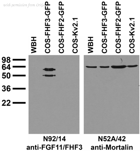 OriGene 73-133 image 1