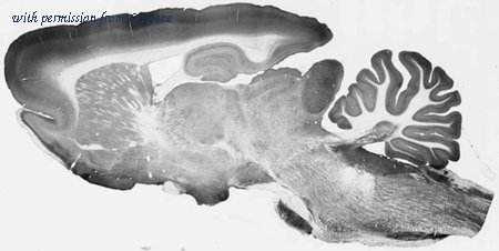 OriGene 73-136 image 1