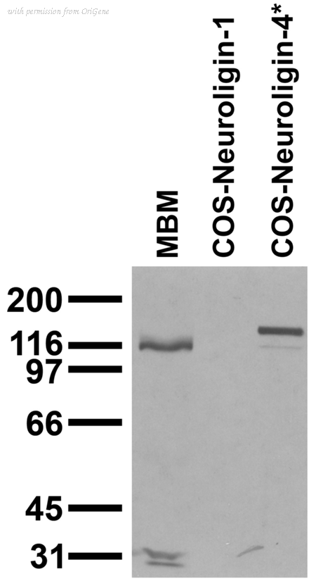 OriGene 73-138 image 1