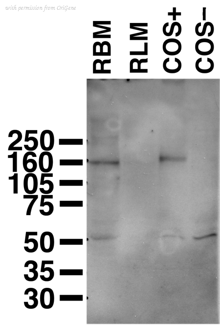 OriGene 73-143 image 1