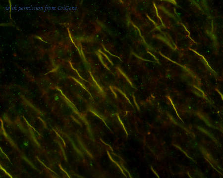 OriGene 73-146 image 1