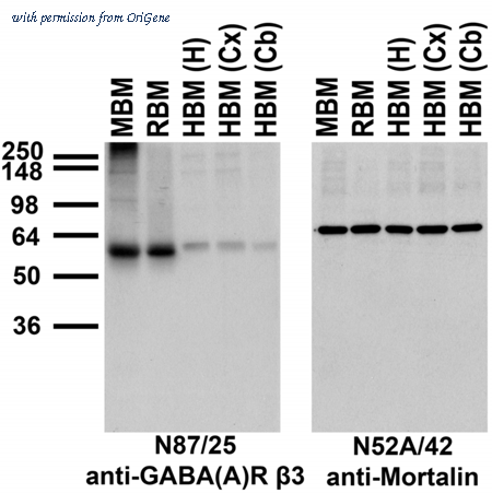 OriGene 73-149 image 1