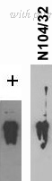OriGene 73-152 image 1