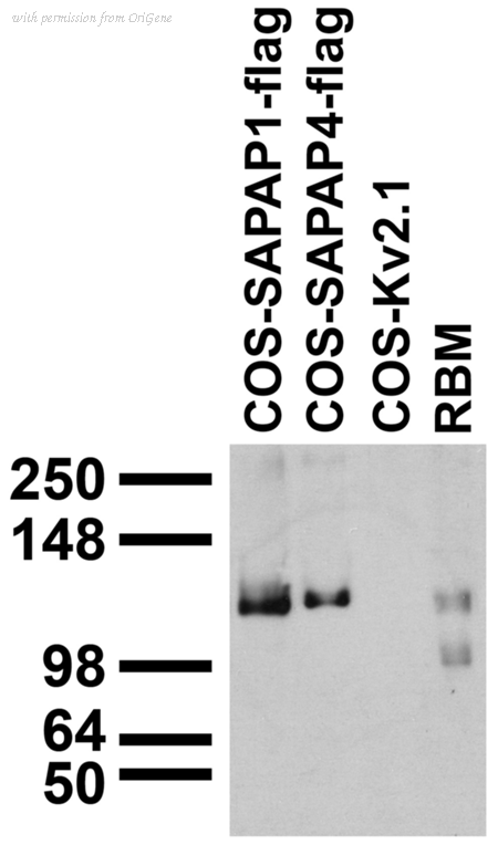 OriGene 73-156 image 1