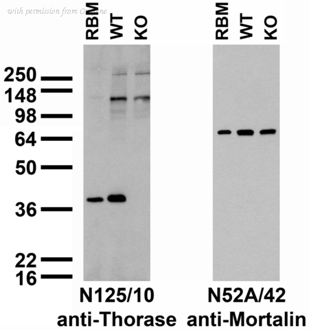 OriGene 73-157 image 1