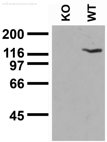OriGene 73-158 image 1