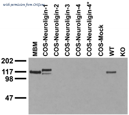 OriGene 73-160 image 1