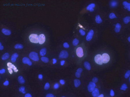 OriGene 73-161 image 1