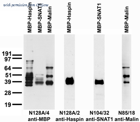 OriGene 73-165 image 1