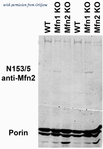 OriGene 73-173 image 1