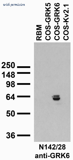 OriGene 73-176 image 1