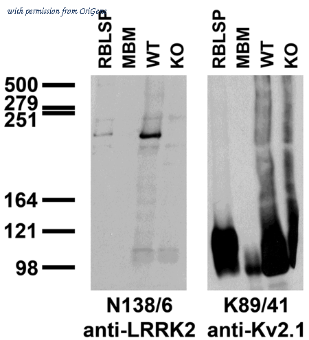 OriGene 73-188 image 1
