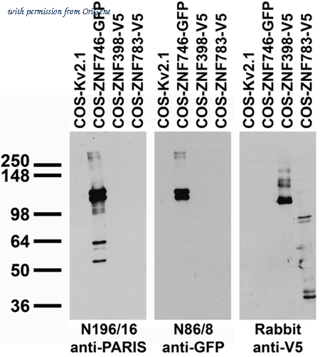 OriGene 73-195 image 1