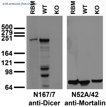 OriGene 73-196 image 1
